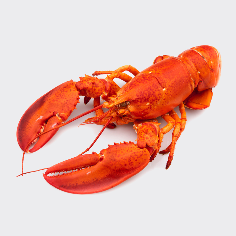 Scottish Lobster